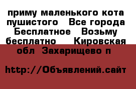 приму маленького кота пушистого - Все города Бесплатное » Возьму бесплатно   . Кировская обл.,Захарищево п.